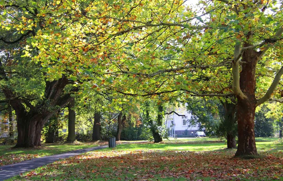 Vitos Park mit altem Baumbestand am Standort Gießen Vitos Park mit altem Baumbestand am Standort Gießen