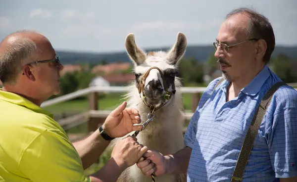 In der tiergestützten Therapie werden unter anderem Lamas eingesetzt. In der tiergestützten Therapie werden unter anderem Lamas eingesetzt.