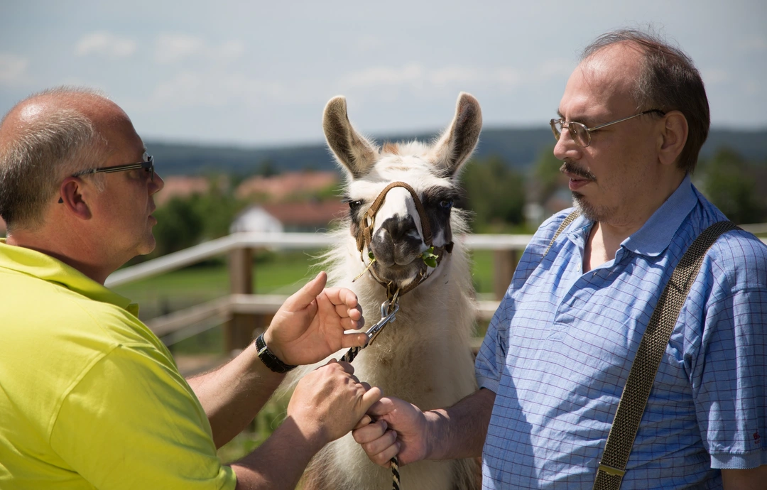 Handzahm: Im Rahmen der Tiergestützten Therapie setzen die Vitos begleitenden psychiatrischen Dienste Haina unter anderem Lamas ein. 