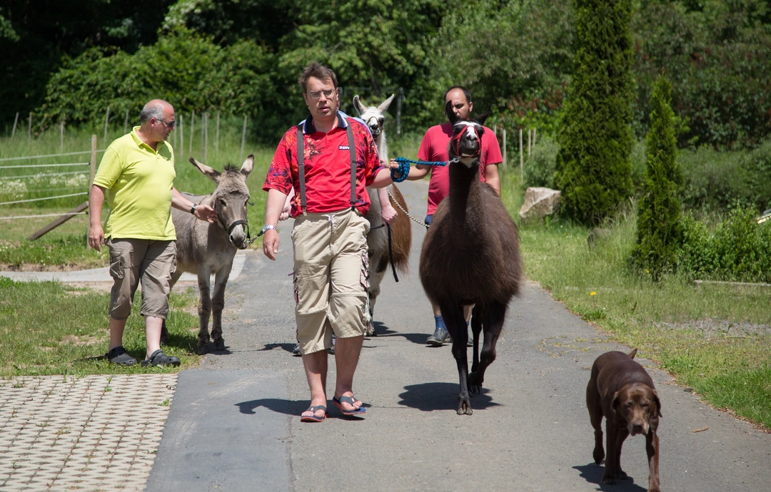 Fast täglich im Gemeindegebiet von Haina zu sehen: Patienten der Vitos begleitenden psychiatrischen Dienste führen während der Tiergestützten Therapie Tiere aus. Dazu zählen Esel wie auch Lamas. 