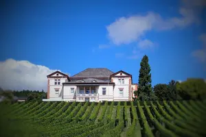 Der Weinberg von Vitos Rheingau vor dem Direktionsgebäude