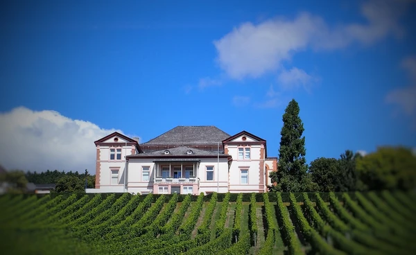 Der Weinberg von Vitos Rheingau vor dem Direktionsgebäude