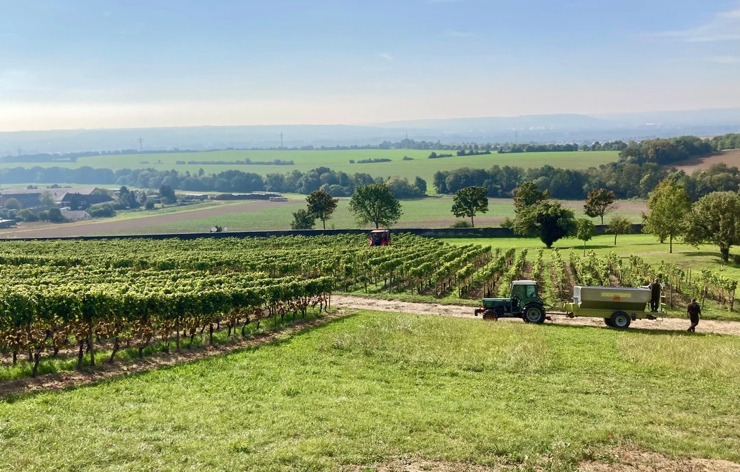 Die Weinberge von Vitos Rheingau, dazwischen sieht man einen Traktor und eine Lesemaschine Die Weinberge von Vitos Rheingau, dazwischen sieht man einen Traktor und eine Lesemaschine