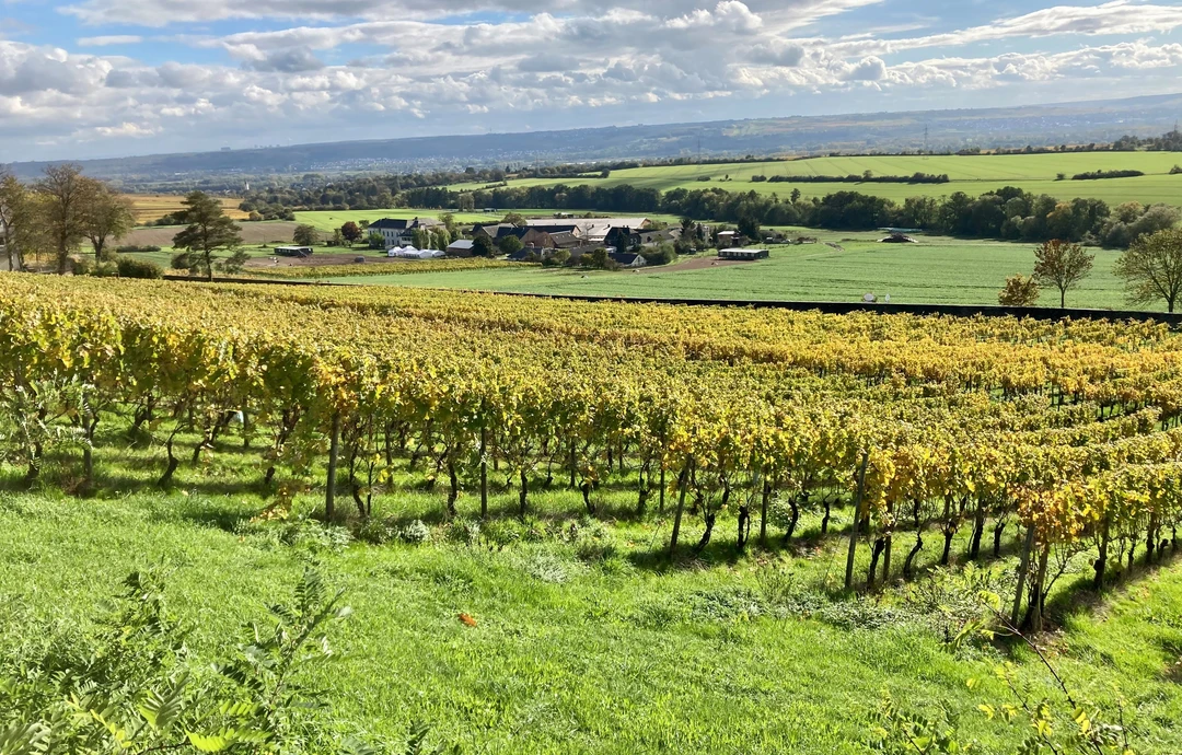 Weinberge, im Hintergrund sieht man den Rheingau Weinberge, im Hintergrund sieht man den Rheingau